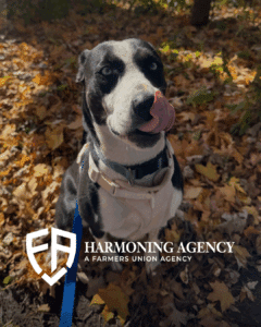 Pet Adoption Month Cookie