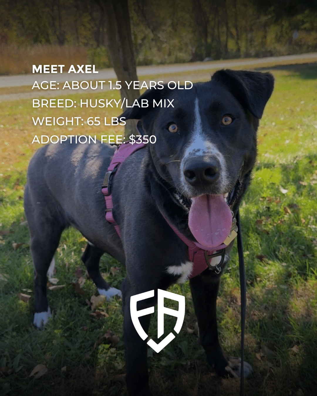 Meet Axel - Adopt a Pet Month
