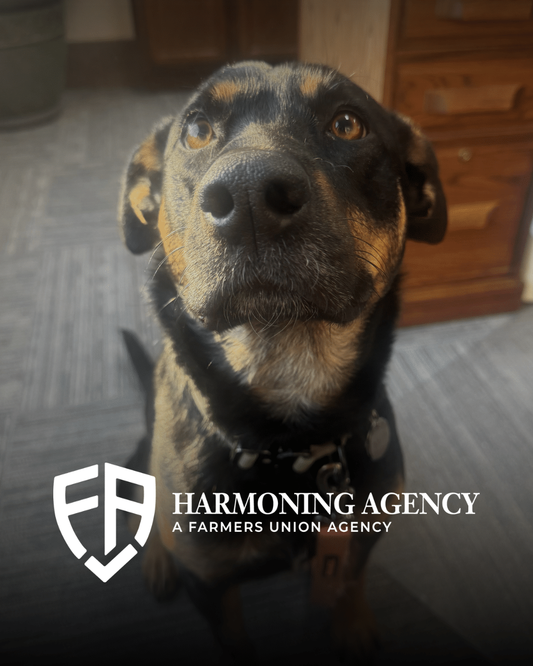 Pet Adoption Month (1)